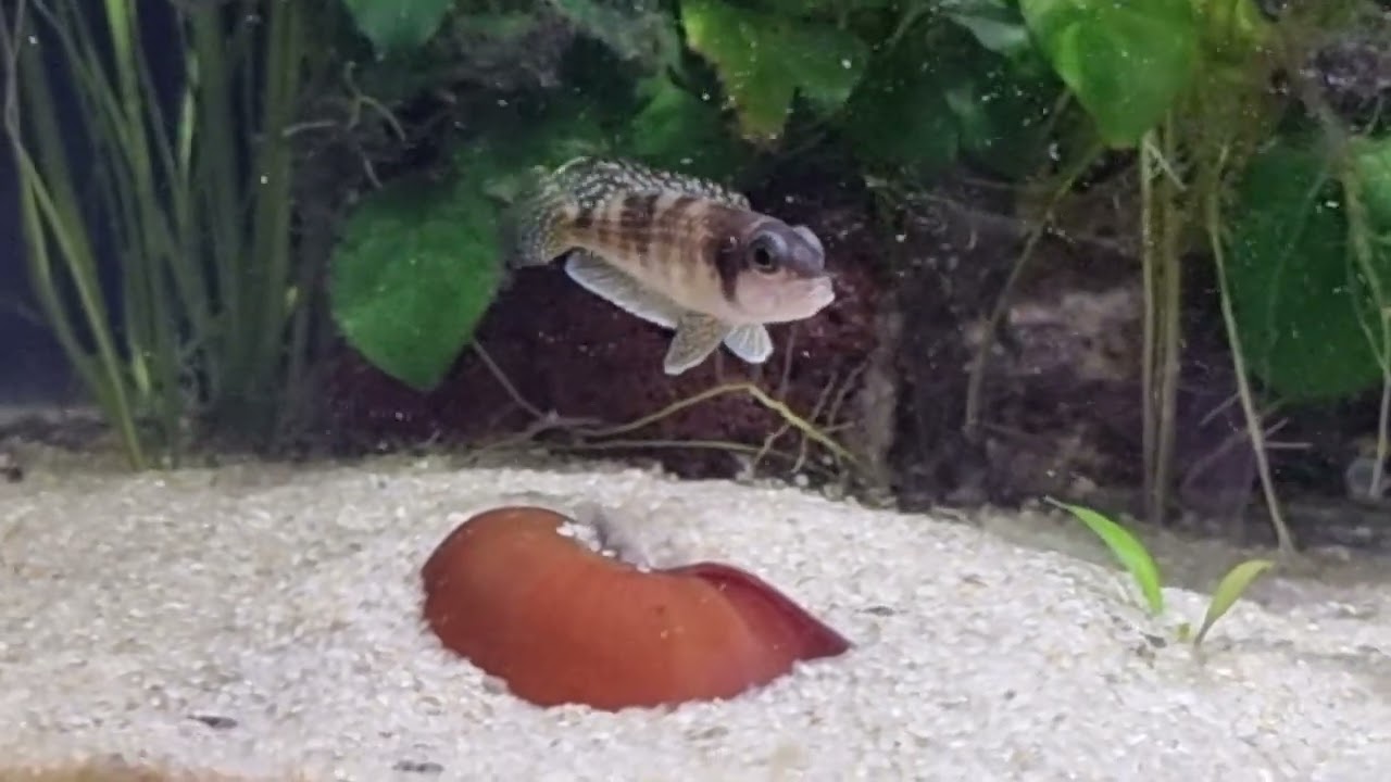Lamprologus meleagris Kibige F0 para z narybkiem