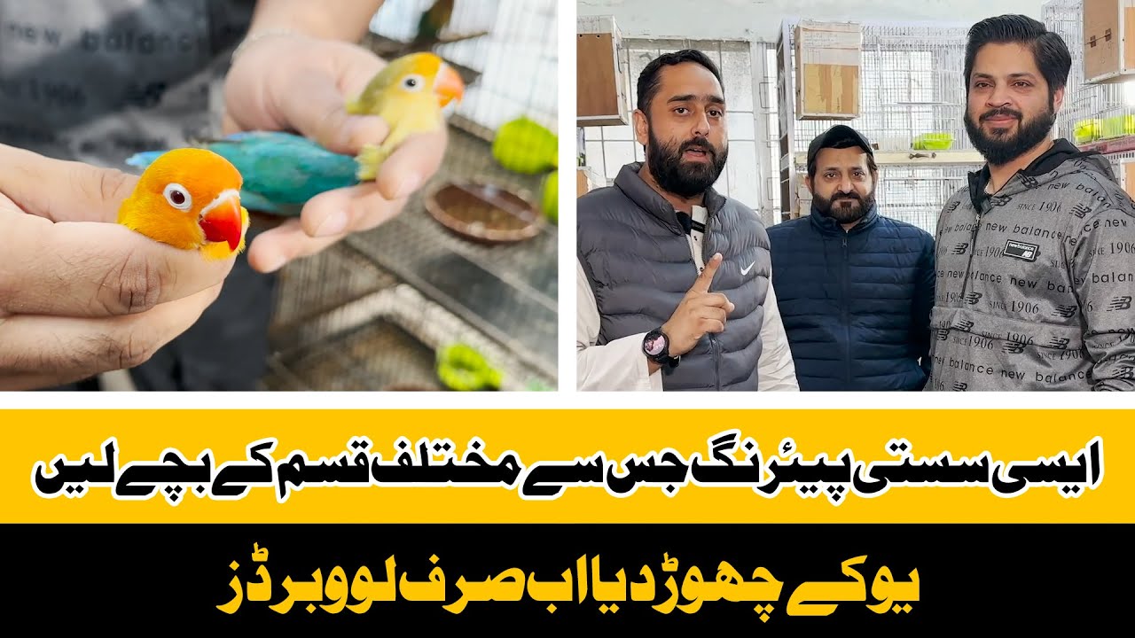 ایسی سستی پیئرنگ جس سے مختلف قسم کے بچے لیں...یوکے چھوڑ دیا اب صرف لوو برڈز