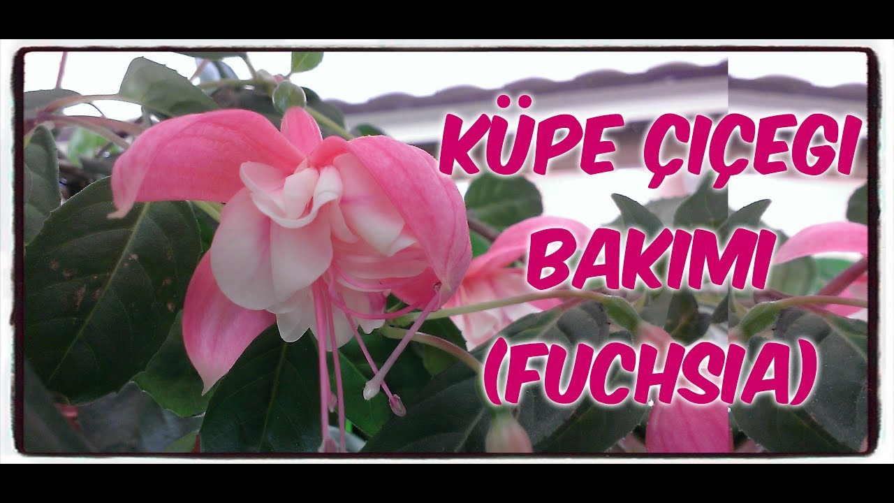 KÜPE ÇİÇEĞİ BAKIMI (FUCHSİA)