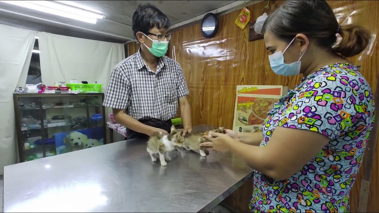 Swe Mon Pet Clinic (Yangon, MYANMAR)