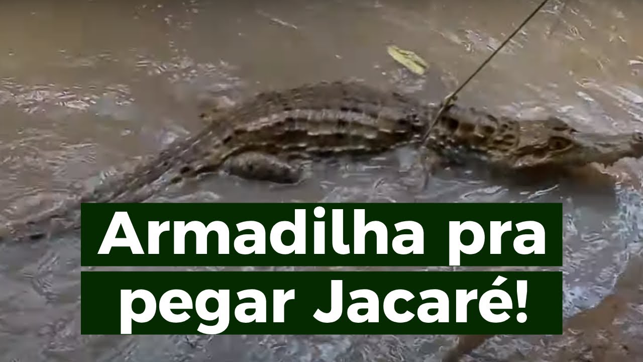COMO FAZER ARMADILHA PRIMITIVA PARA PEGAR JACARÉ