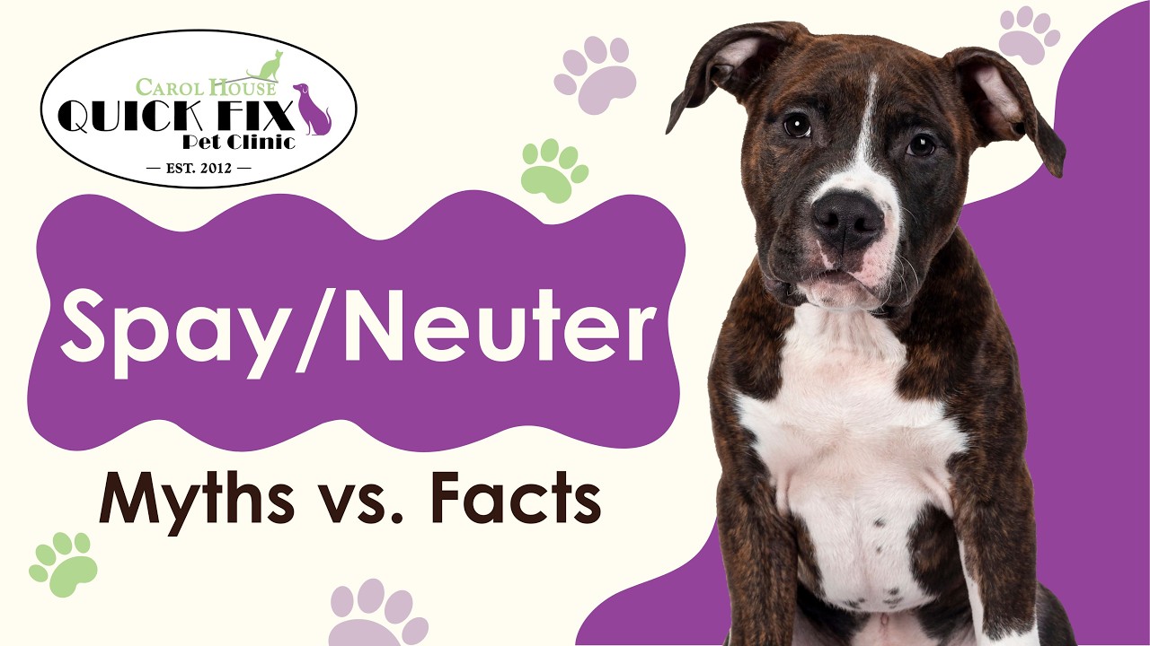 Spay Neuter Myth Vs Fact