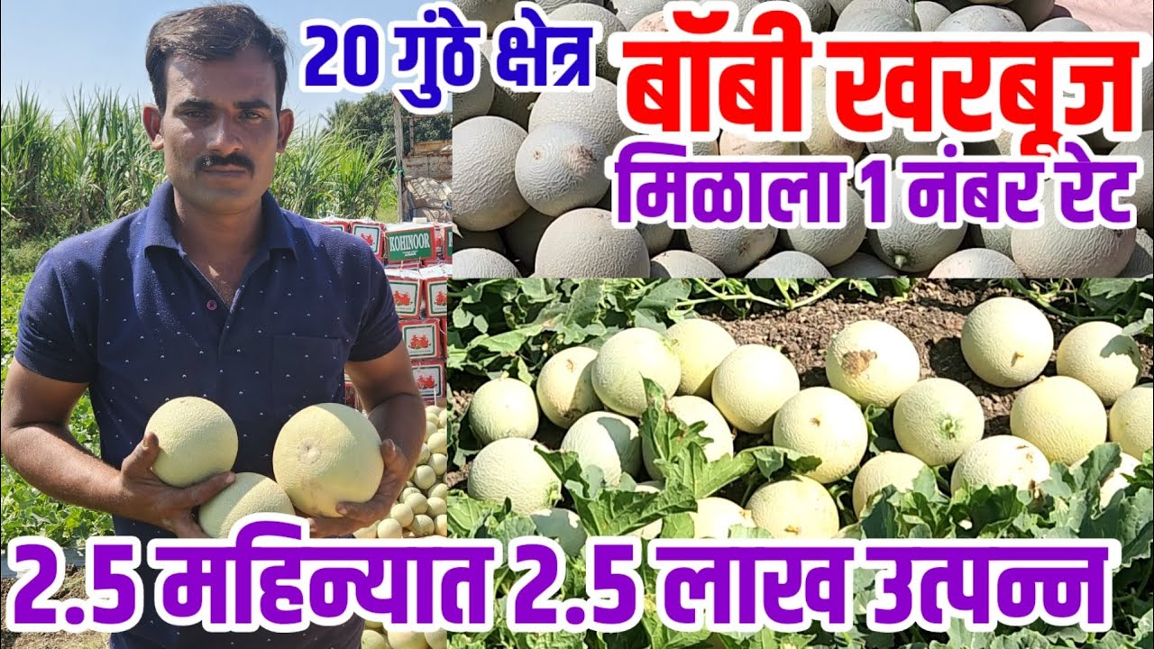 खरबूज शेती,2.5 महिन्यात 2.5 लाख,कमी दिवसात भरघोस उत्पन्न,बक्कळ पैसा,kharbuja_sheti visionvarta