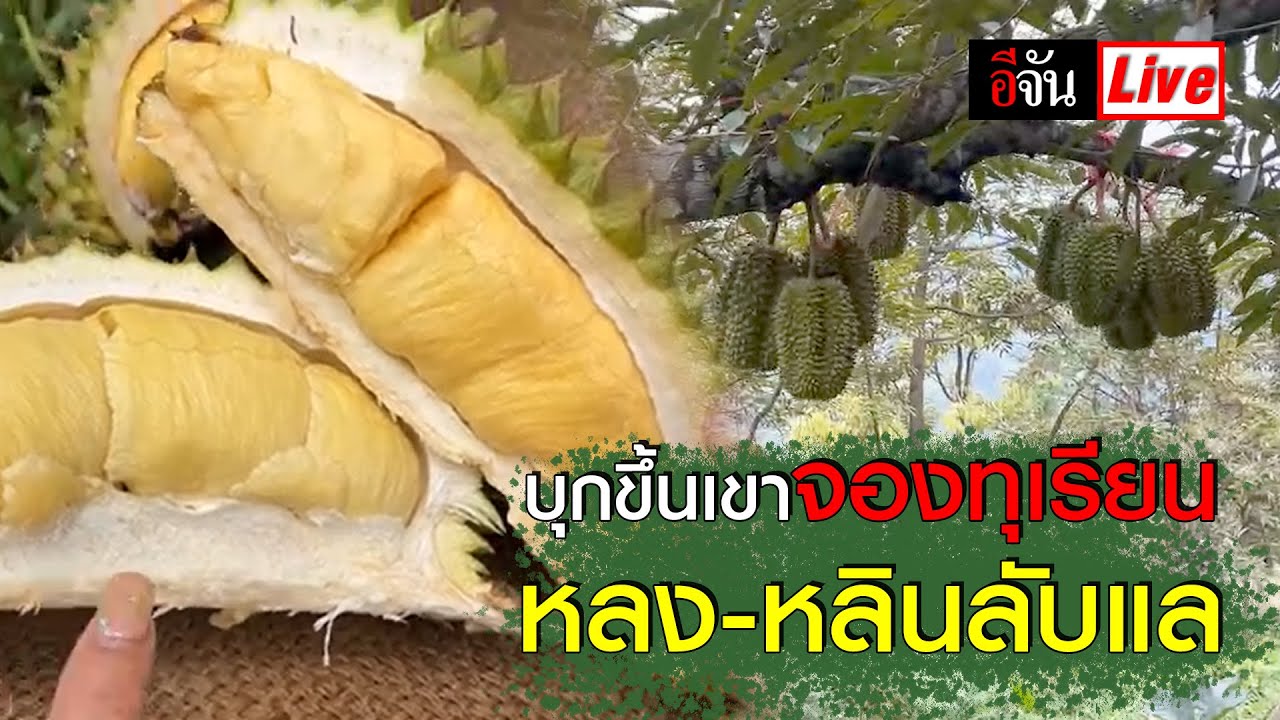 Live บุกขึ้นเขาจองทุเรียนหลง-หลินลับแล | อีจัน EJAN