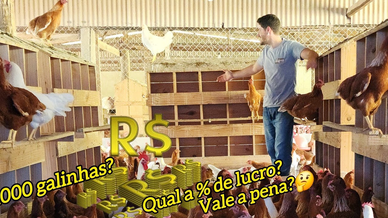 Hoje em dia... vale a pena criar 1000 galinhas? Qual lucro é possível ter? 💰🐓