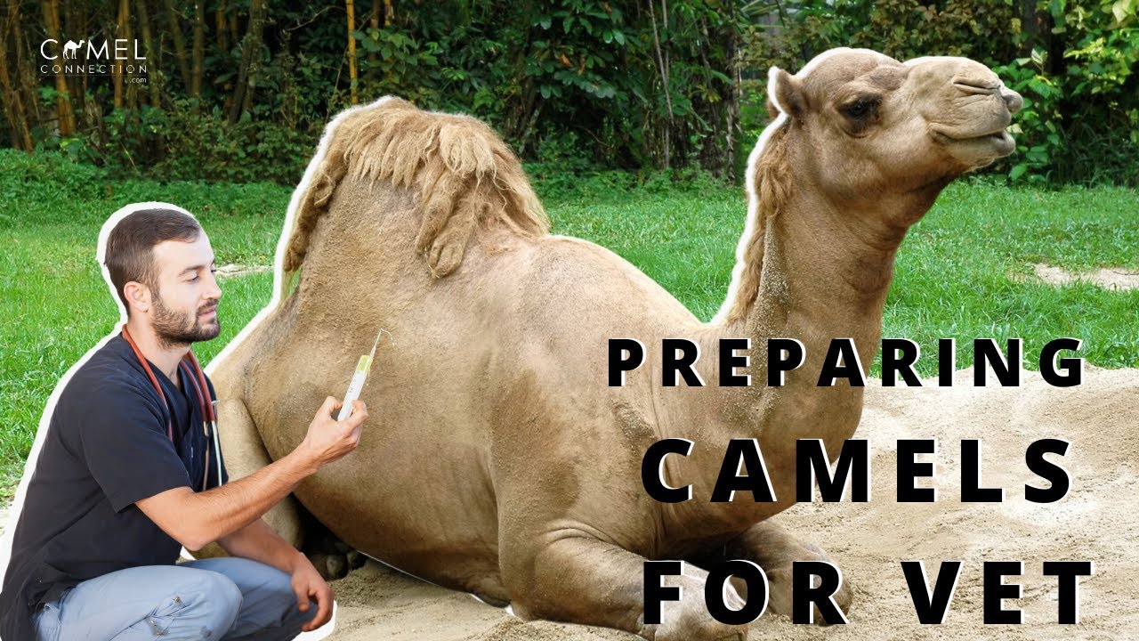 Preparing Your Camel For Vet Visit