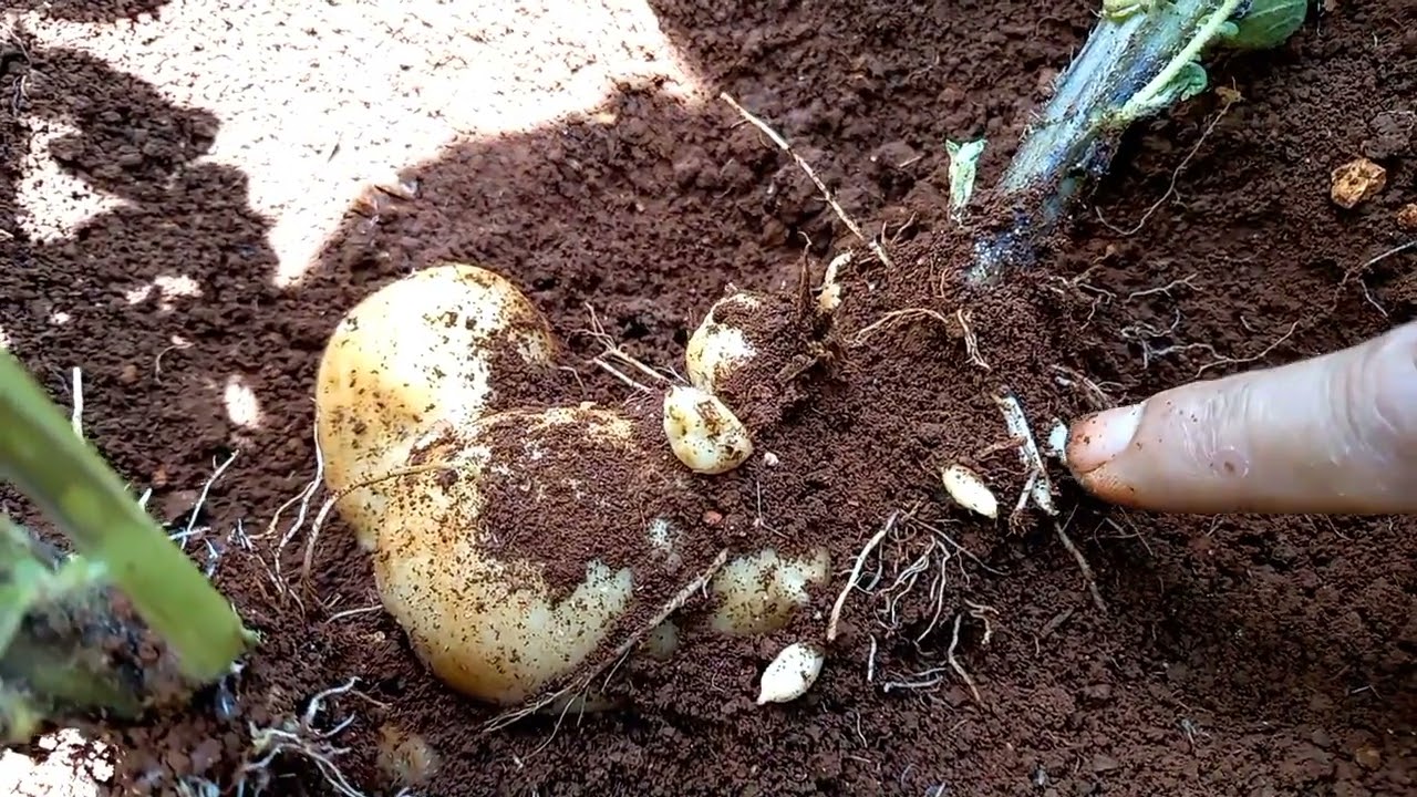 شوفو كيف اصبحت البطاطا بعد شهرين من زراعتها