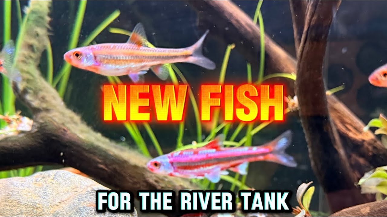 The Most Slept-On Fish in the Hobby | Rainbow Shiners & My Future River Tank