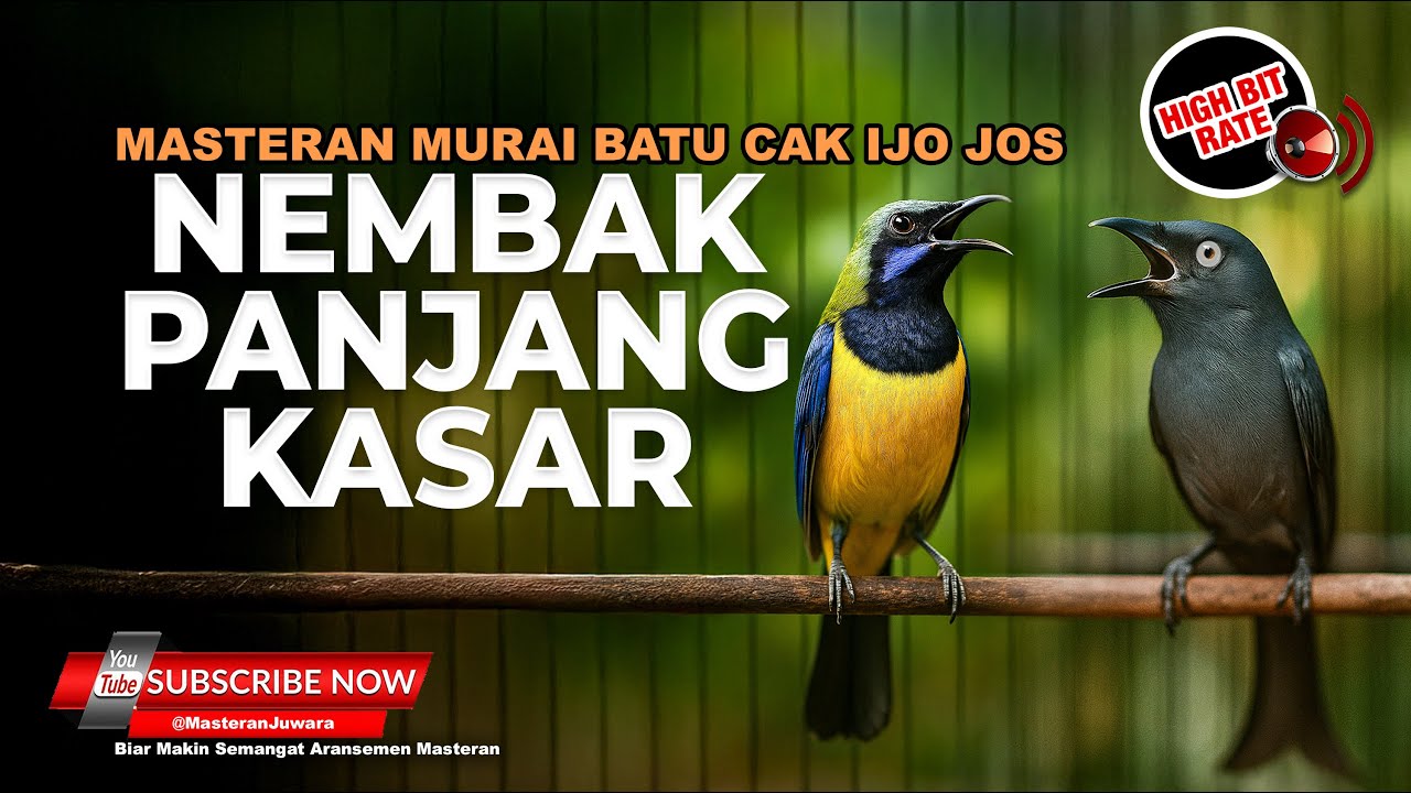 🔴 Live Roll Tembak Kekinian Masteran Tembakan Panjang Full Durasi Cucak Cungkok vs Srigunting Abu