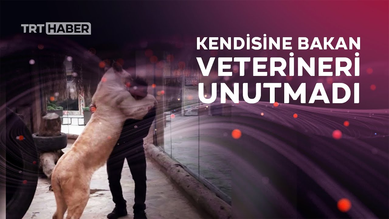 Evlatlık aslan ile 1,5 yıl sonra ilk buluşma