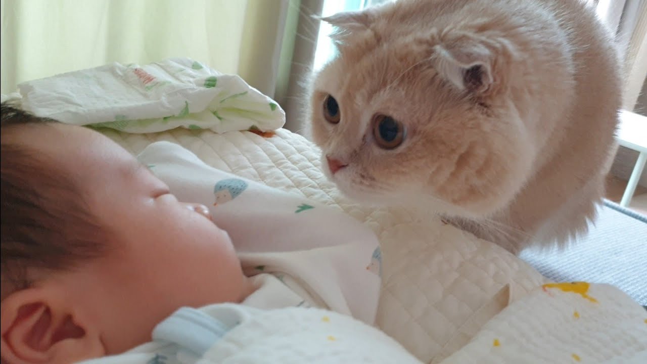 아기와 고양이의 사랑스러운 첫만남