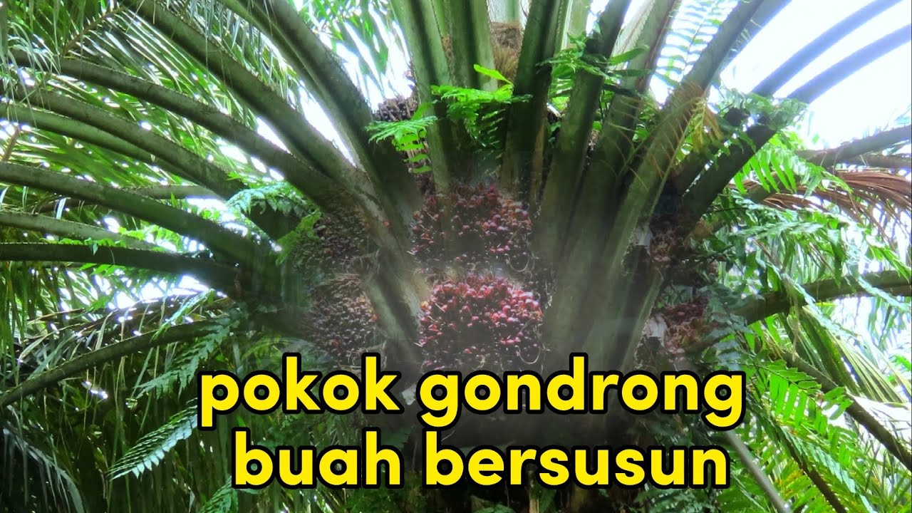 PANEN SAWIT GONDRONG BUAH AUTO KELILING