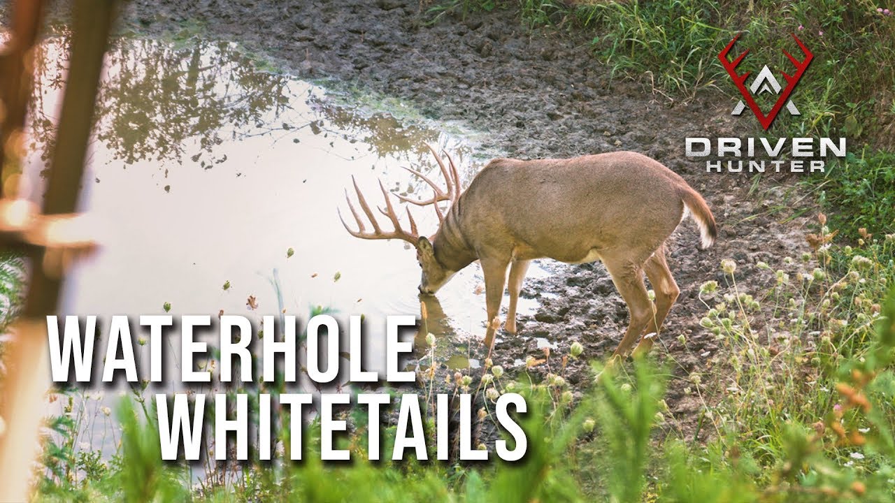 Waterhole Whitetails | Pat's Tips in the Field