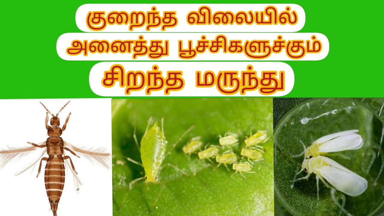 சாறு உறிஞ்சும் பூச்சிகளுக்கு குறைந்த விலையில் சிறந்த மருந்து||sucking pest control in chemical