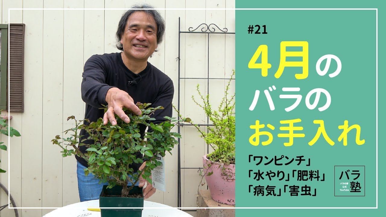 #21 4月のバラのお手入れ【バラの育て方：4月】