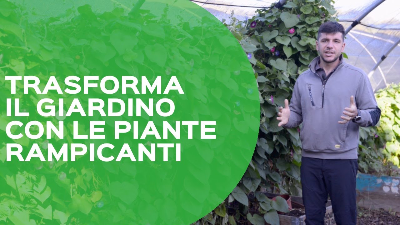 Come scegliere le piante rampicanti e come coltivarle - consigli
