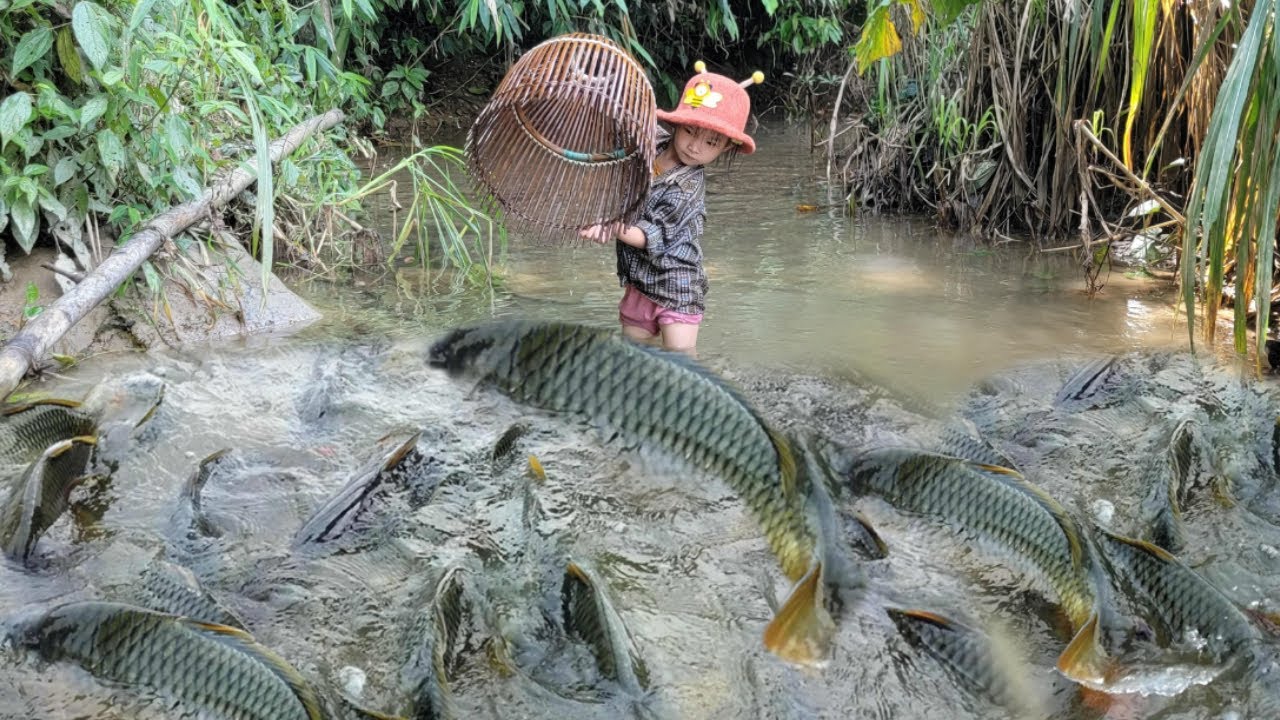 Meet giant fish in the puddle. The girl used an ancient tool. Fish catching technique
