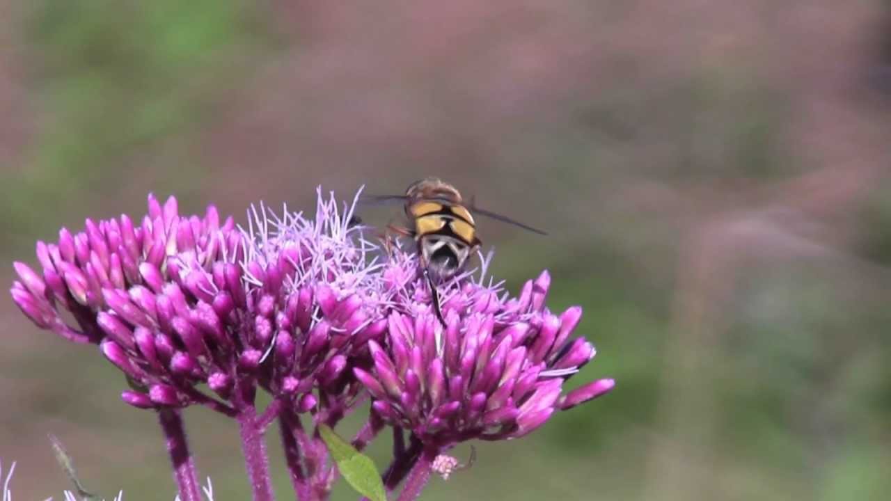 HELOPHILE Suspendu / Helophilus pendulus ! BRUITX