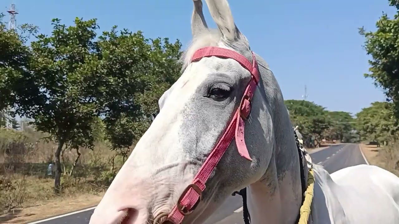 ग*** फटके हात मे आई घोडा पोषणा मुस्लिल
