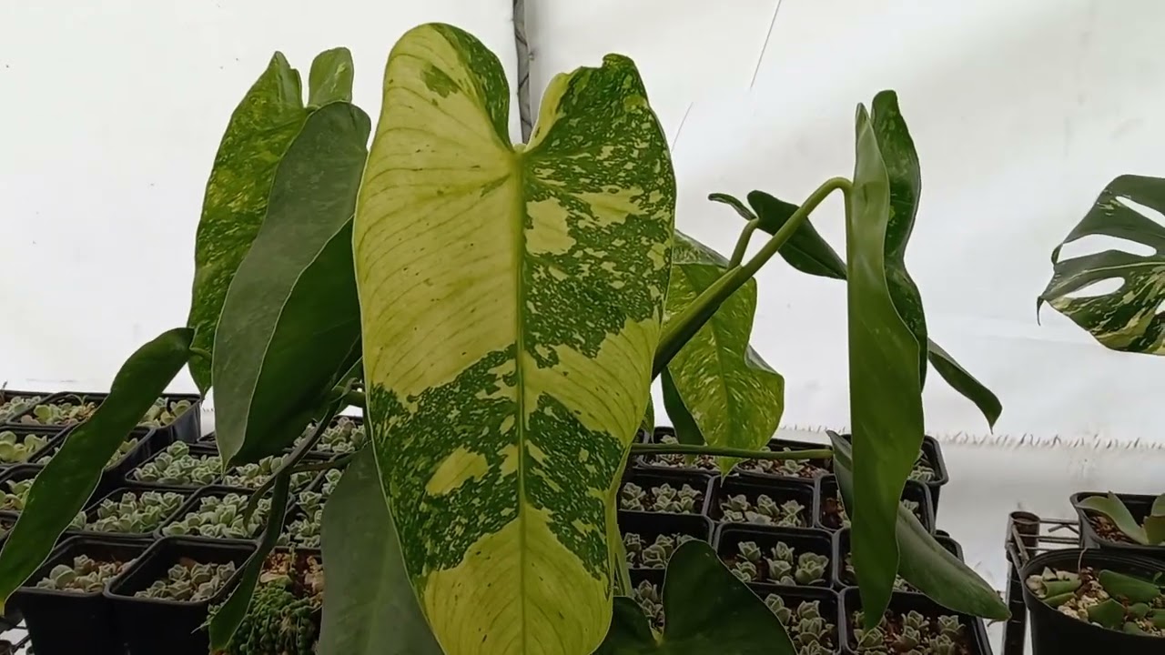 Philodendron Jose Buono cuidados