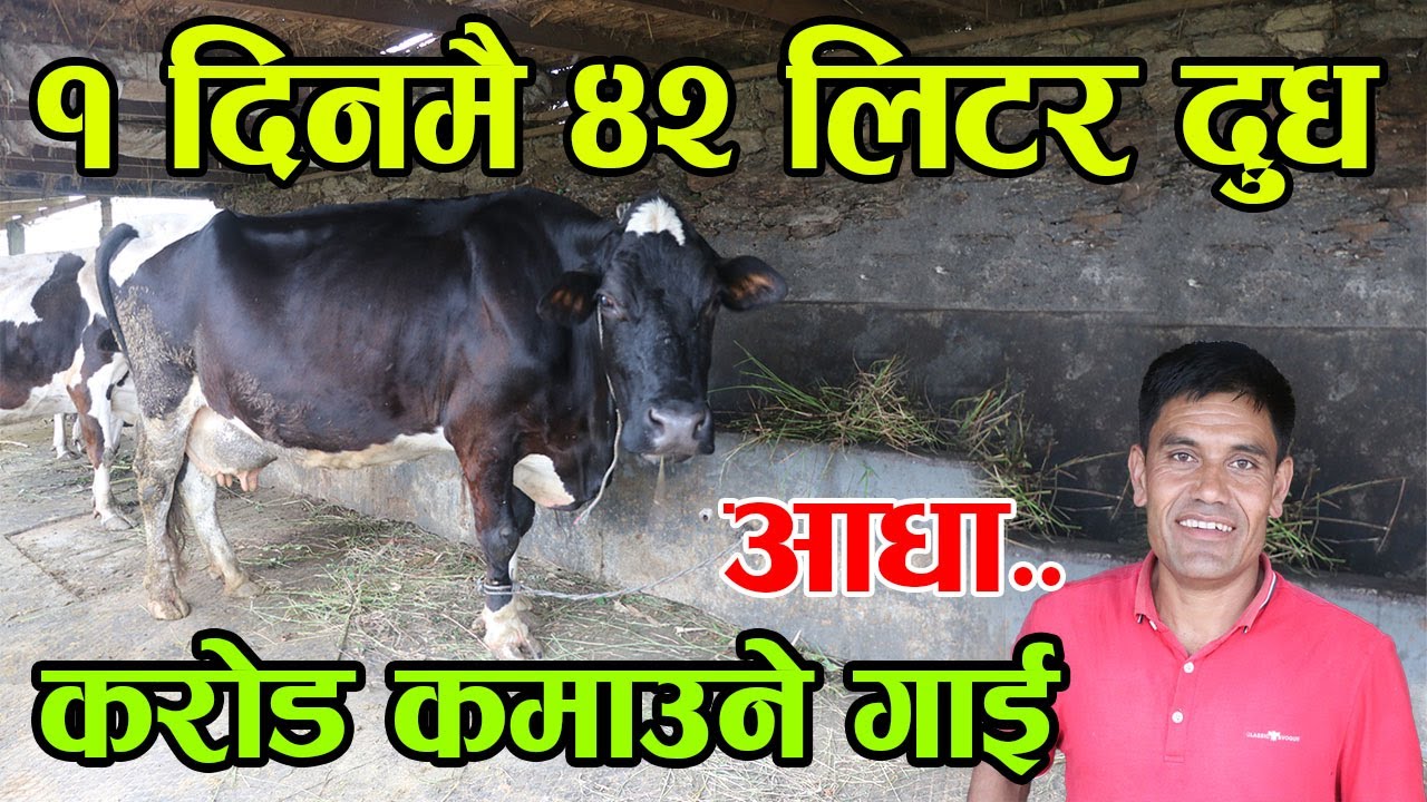 इलाममा भेटियो १ दिनमै ४२ लिटर दुध दिने गाई ! एउटै गाईले आधा करोडको सम्पत्ती यसरी जोड्यो||kiranpaudel