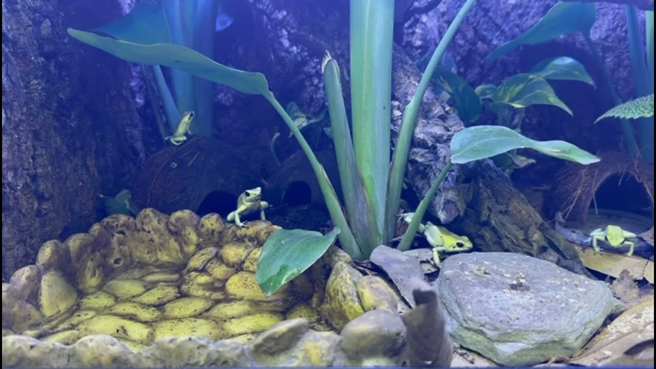 MInt Terribilis Dart Frog Feeding