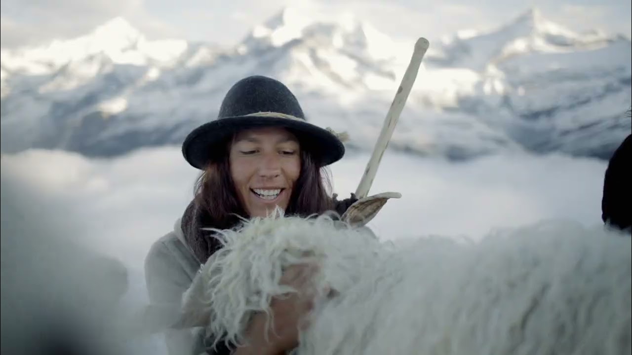 The Valais blacknose sheep on the Gornergrat