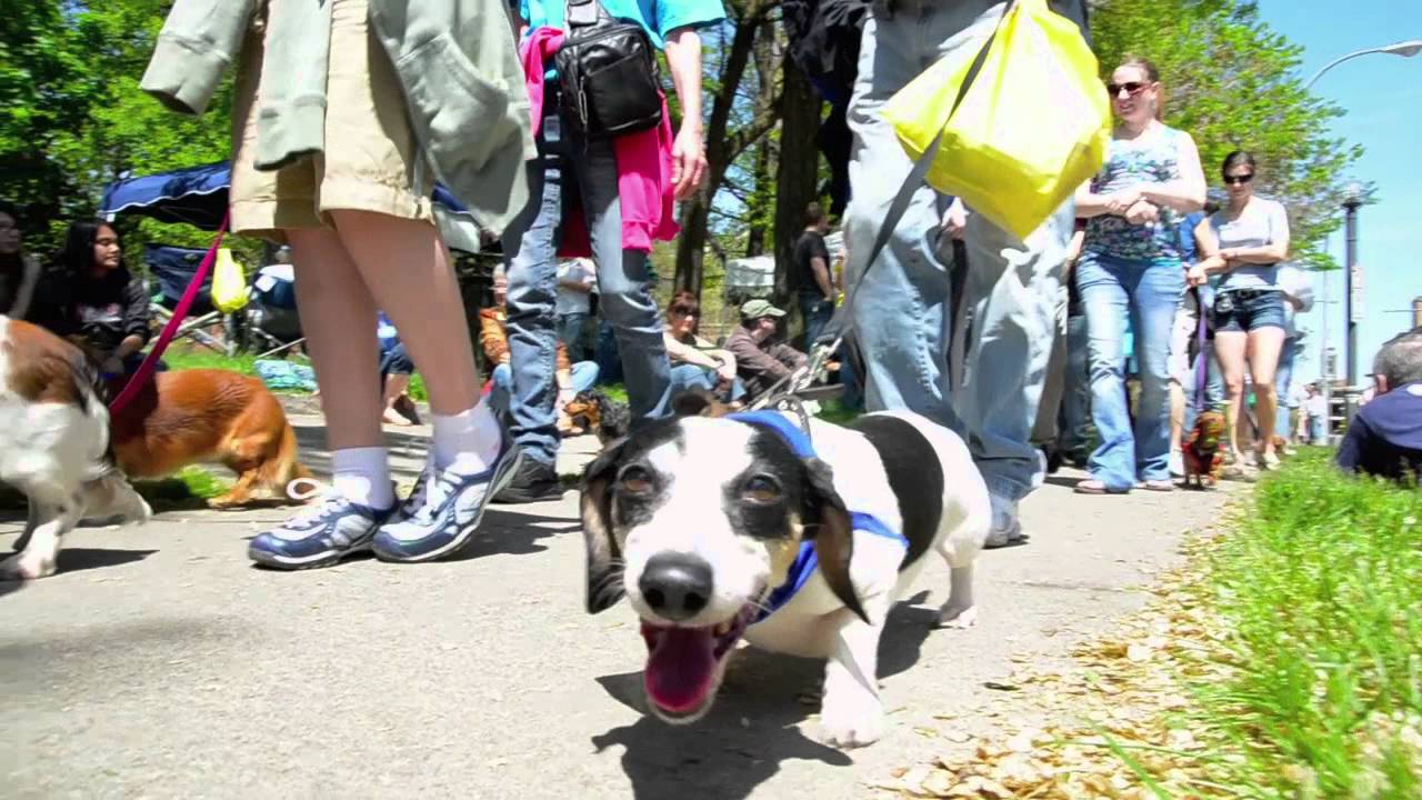 Rochester Dachshund Parade: 2012