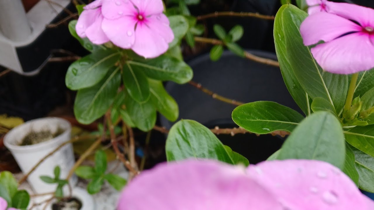 El Jardin de Sofi Best moments está en vivo