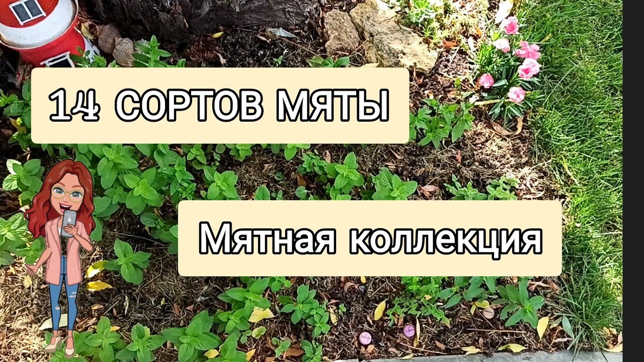 14 СОРТОВ МЯТЫ 🌱
