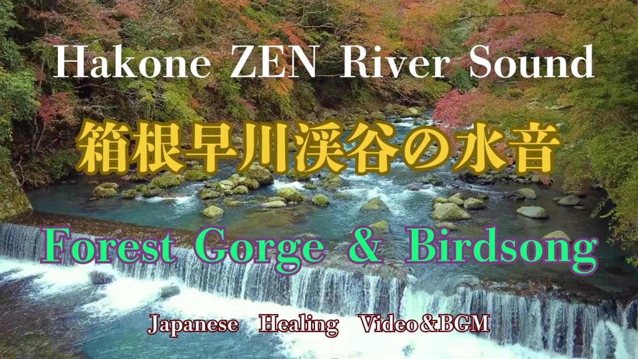 Мощный шум реки в Хаконе, Япония 🌊 Лесное ущелье и пение птиц | для глубокого сна, отдыха и учебы