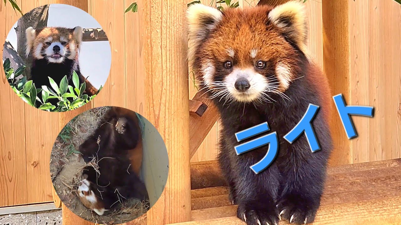 【瞳が気になってしまう　レッサーパンダのライト、他・・・】～Nishiyama Zoo Red Pandas～