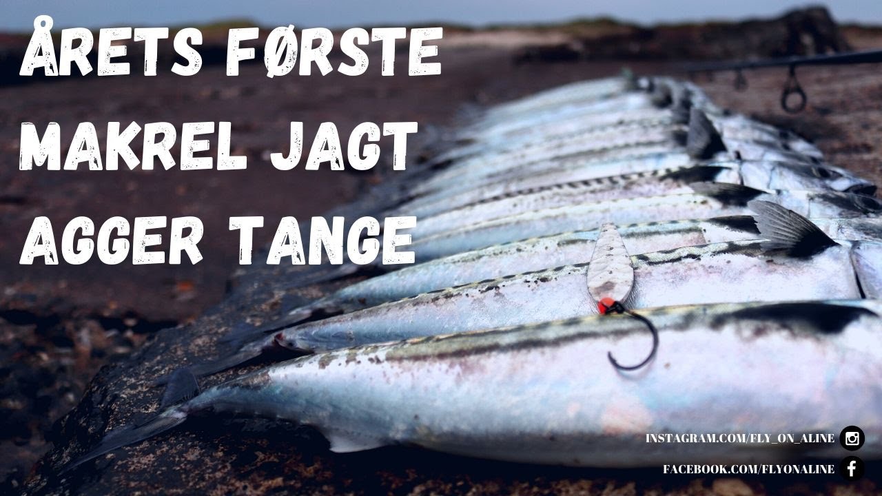 Årets første makrel jagt  | Ved Agger Tange