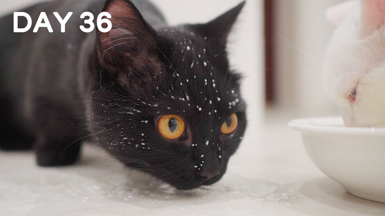 LMAO Sneaky Kitten Formula Thief - Day 36 @ Baby Kittens Day 1 to Day 100 Lucky Paws Vlogs