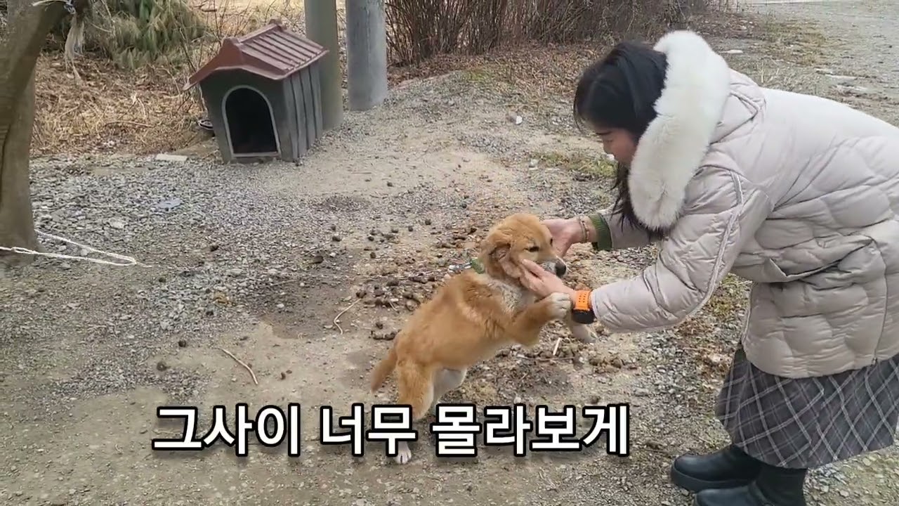#시골의 새울이#시골마당#카나리아