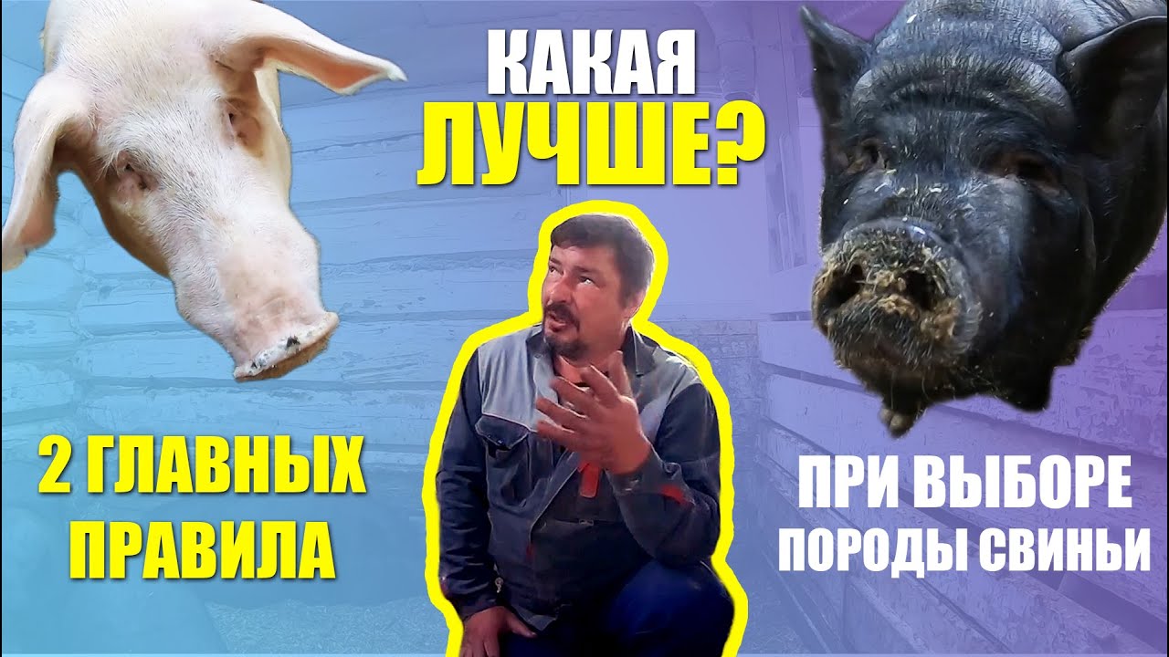 2 ГЛАВНЫХ ПРАВИЛА | ВЫБОР ПОРОДЫ Свиней | О ПОРОДАХ: Дюрок, Ландрас, Вьетнамская и Крупная белая