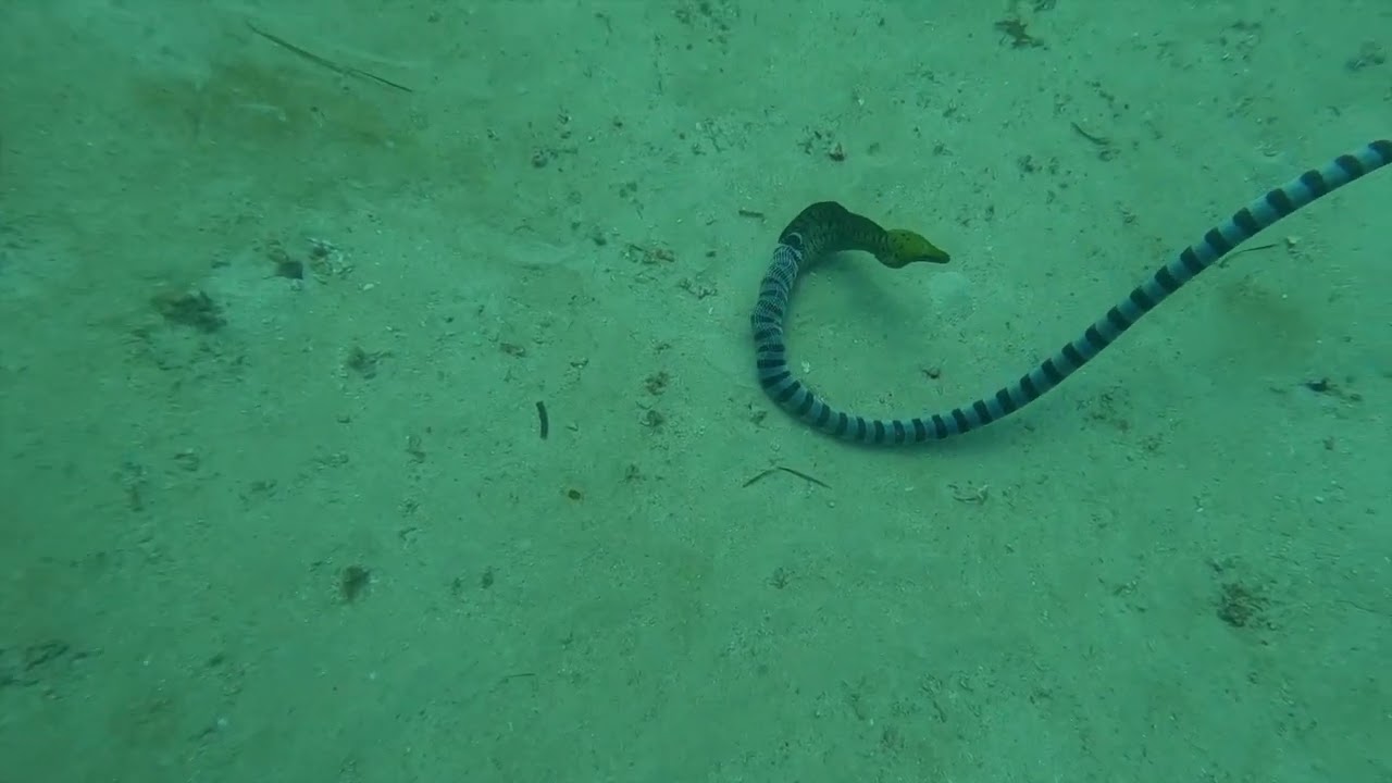 Sea snake eating Moray eel,