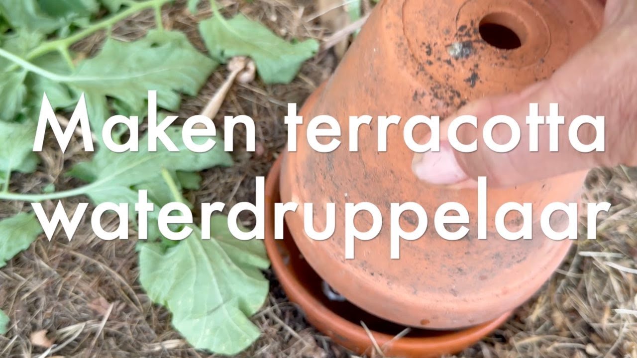 Ini's Moestuin #243   Terracotta waterdruppelaars, tomaten verder snoeien, zomersnoei fruitbomen