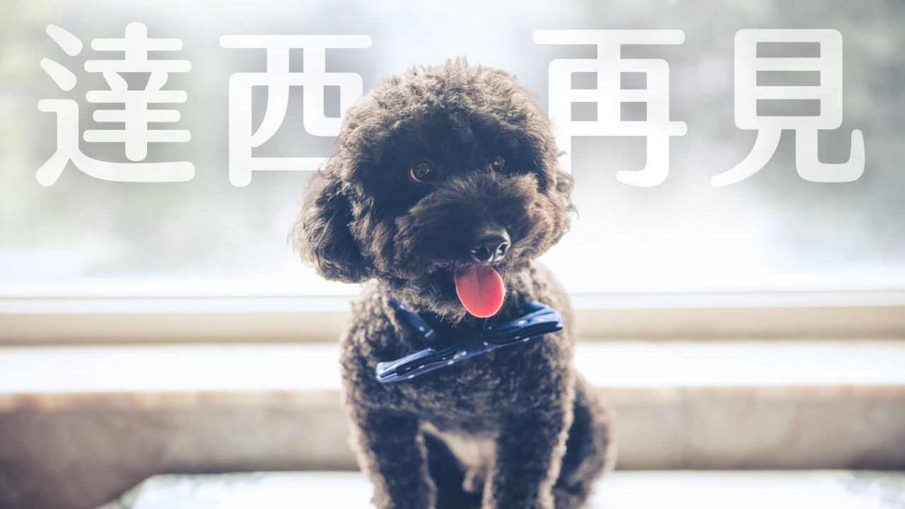 陪伴小老狗走完最後一程｜帶著孩子學習道別