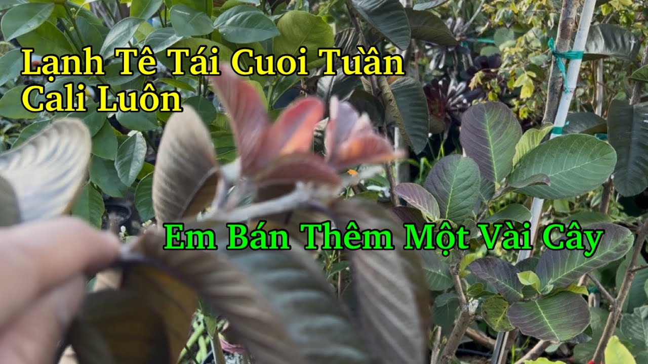 Trời Lạnh 38F Cần Che Chắn Protect Mận Ổi Xoài Kẻo Tốn Tiền Mua Lại Nha Cô Chú Anh Chị