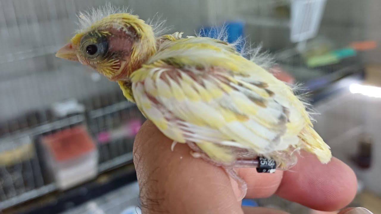 Hablamos de la POLENTINA y su elaboración producto que hidrata bastante a los pajaros🐥🐥🐦🐦🕊🕊