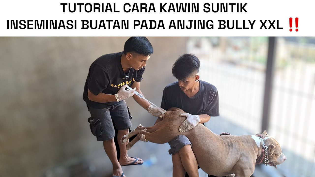 TUTORIAL CARA KAWIN SECARA IMSEMINASI BUATAN ANJING BULLY XXL ‼️