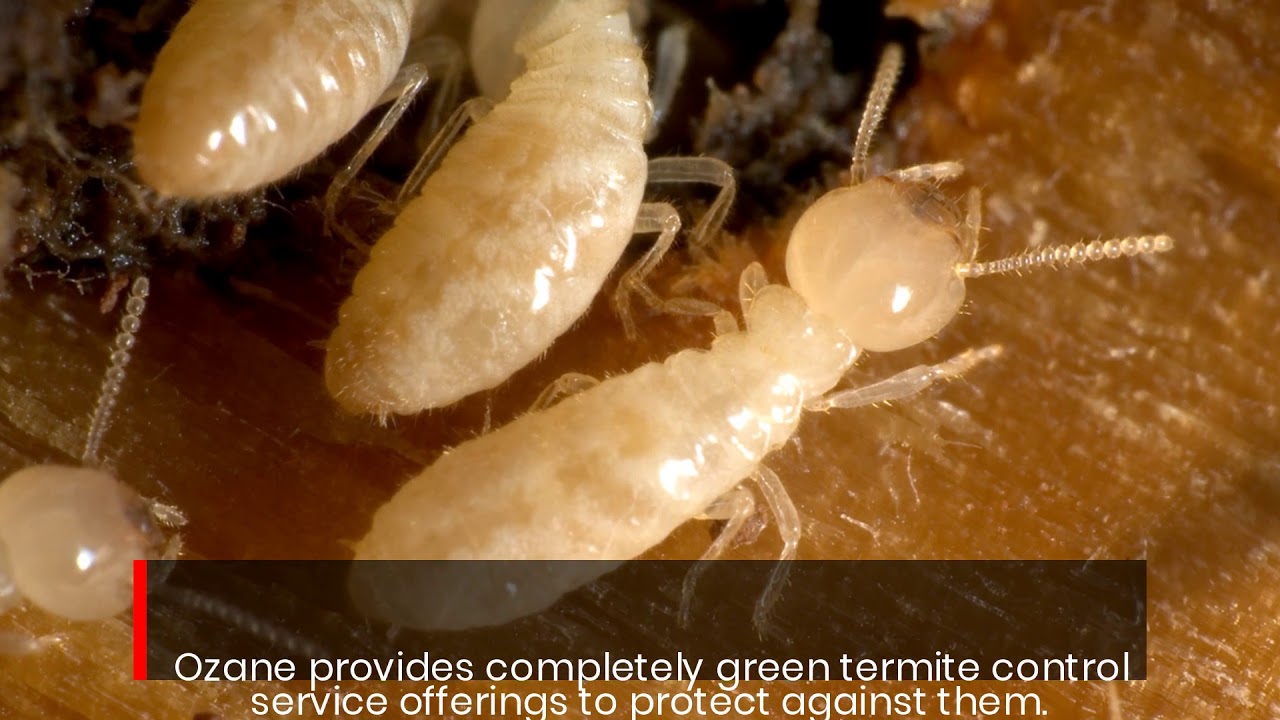 Monmouth County Pest Control Services With This New Jersey Expert