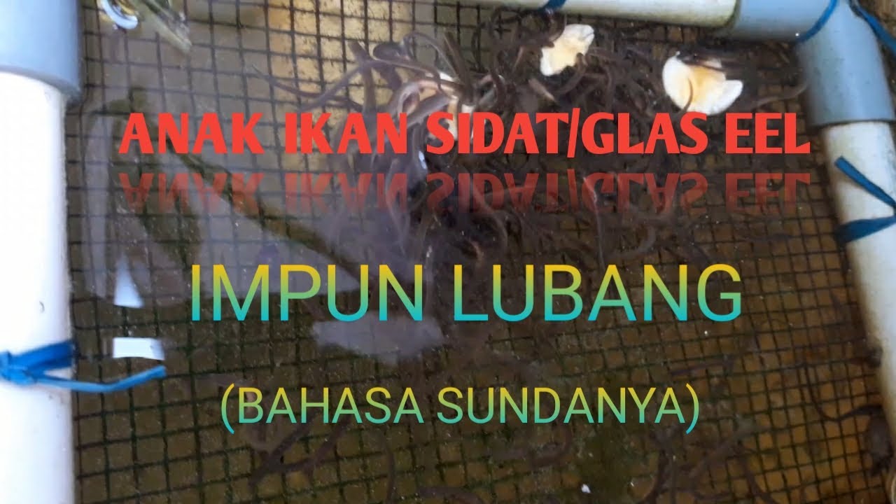budidaya anak ikan sidat/glass eel