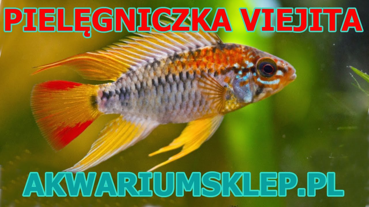 Pielęgniczka Viejita Pielęgnica Viejita Przegląd gatunku