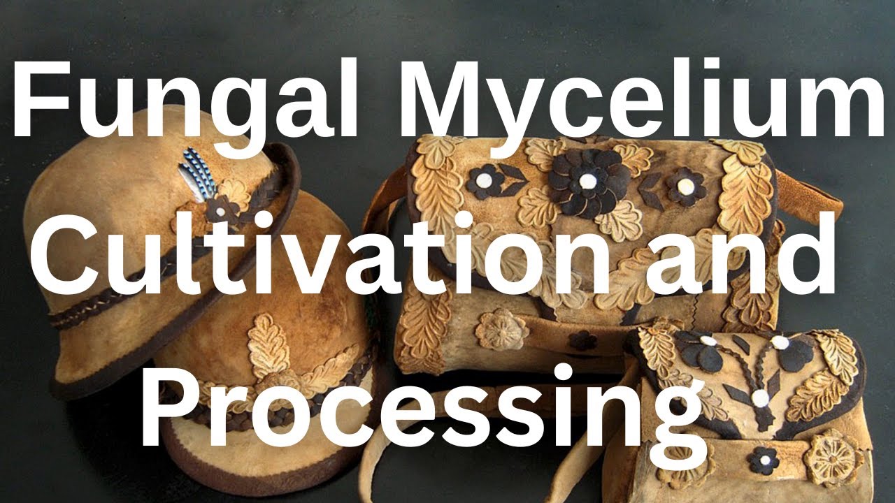 Fungal leather substitute production| Biomass cultivation and Processing of fungal mycelium leather