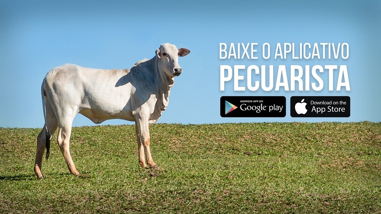 Vende-se Gado de Elite