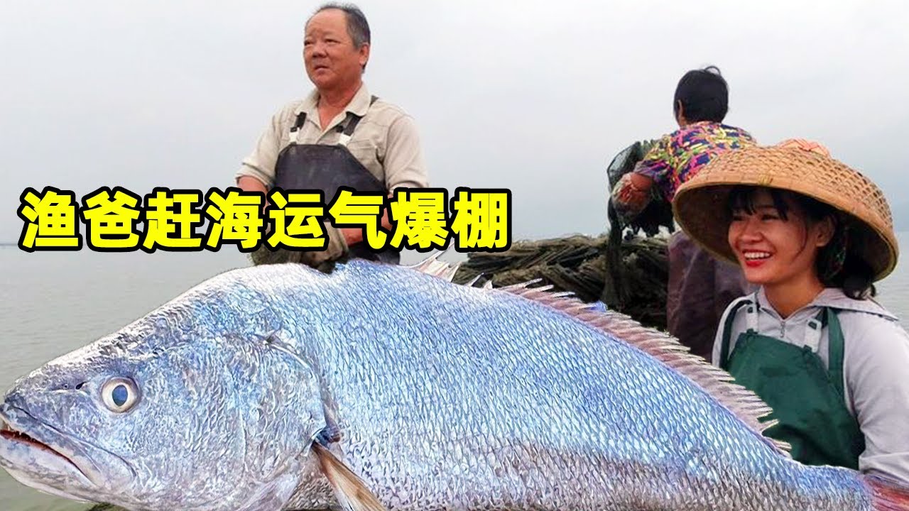 渔爸赶海捞到一堆海鲜，阿渔妹扒开后发现里面全是宝贝，这么多螃蟹大鱼要发财了！【阿渔妹】