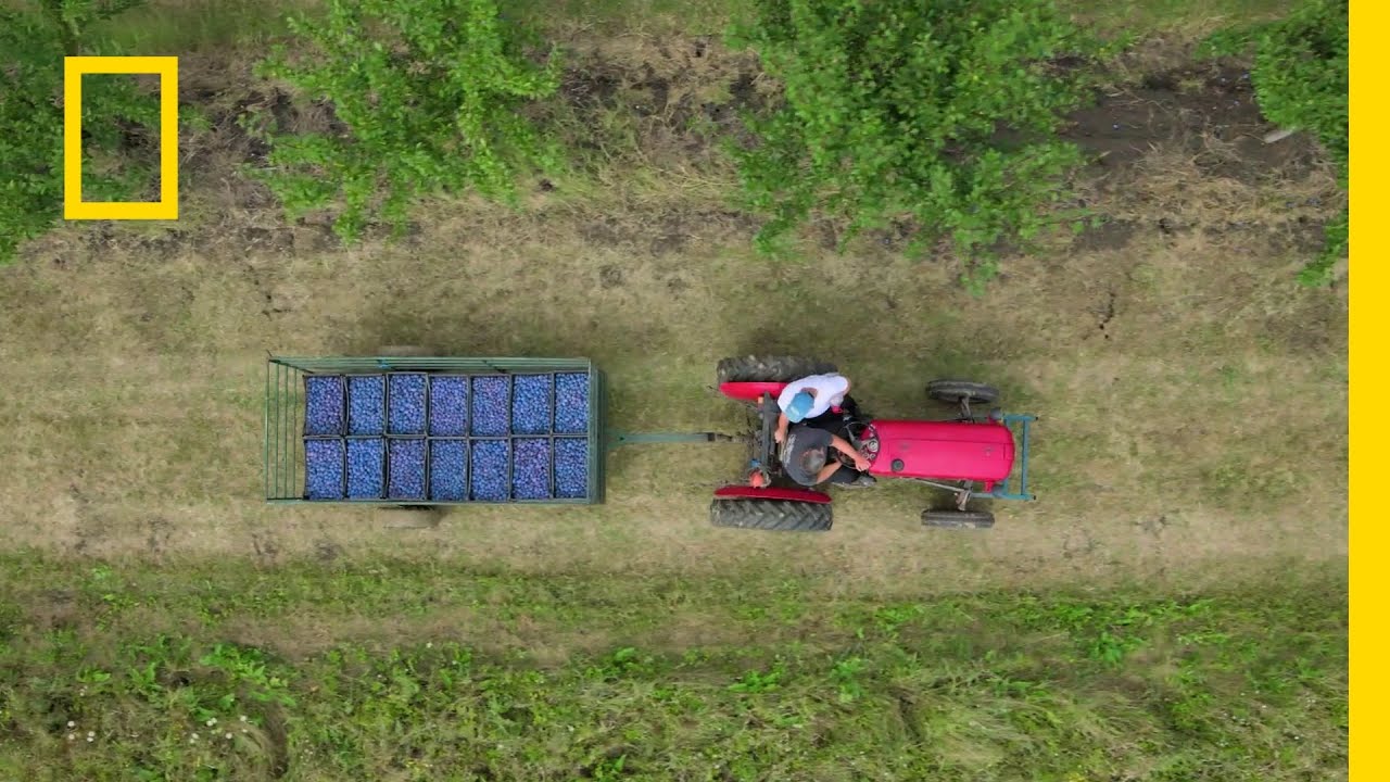 Zobacz zbiory niebieskiego złota, z kt&oacute;rego powstaje rakija!  | Europa z powietrza