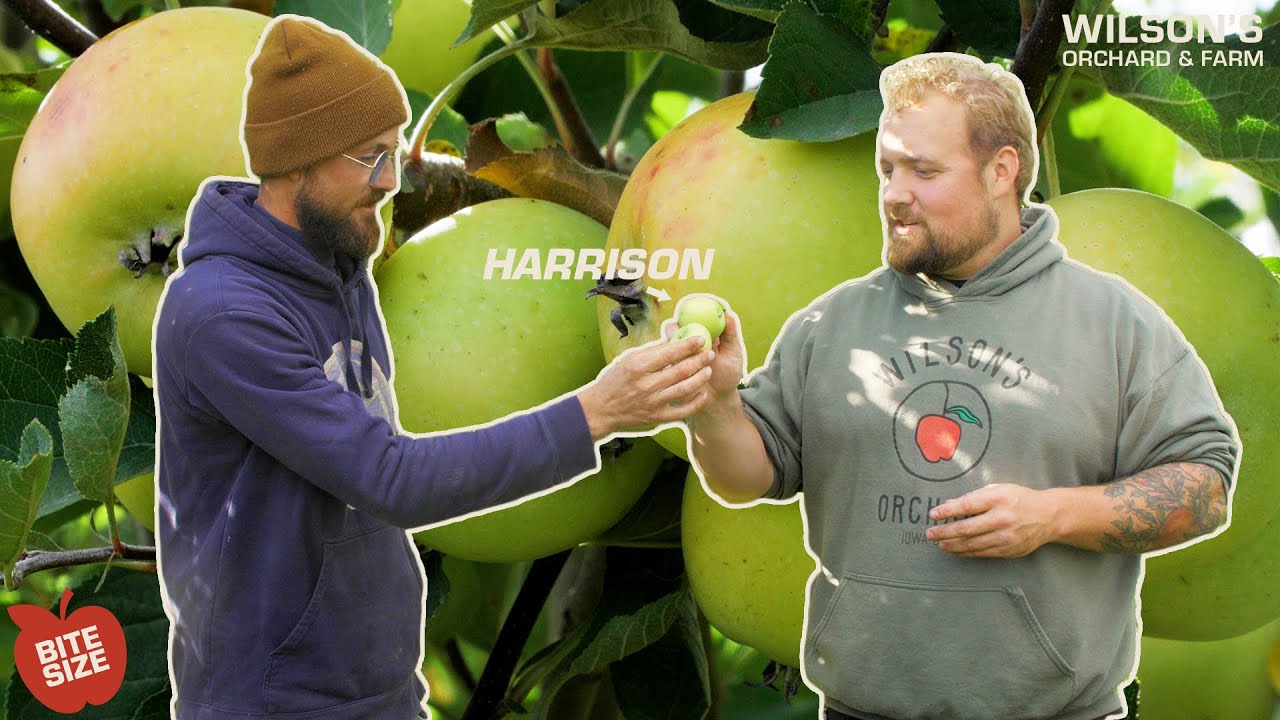 Harrison Cider Apples | Bite Size